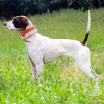 イングリッシュ ポインター 犬種図鑑 犬の種類 Dogoo Com