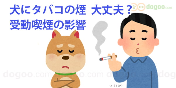 犬にタバコの煙 大丈夫 受動喫煙の影響 犬のq A集 Dogoo Com