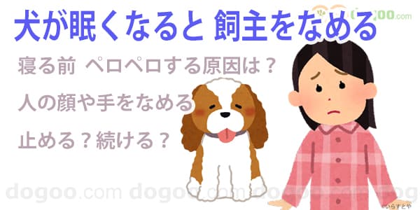 犬が寝る前 飼主の顔や手をなめる原因と対処 犬のq A集 Dogoo Com