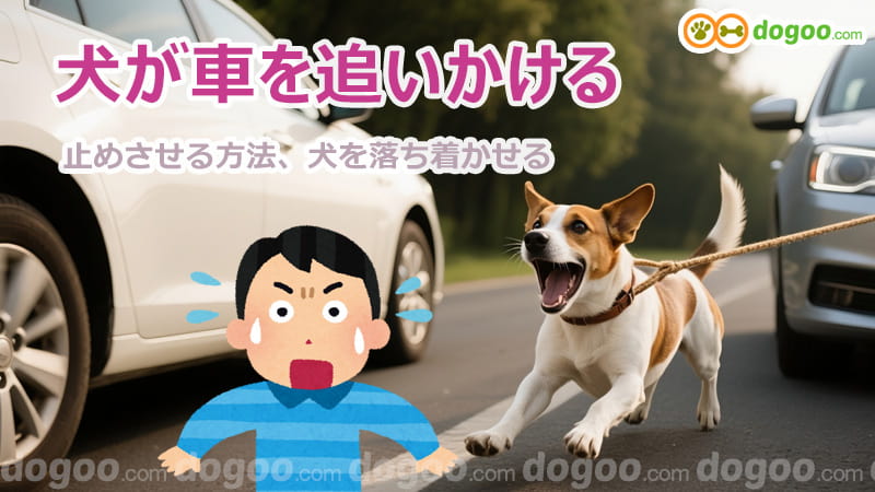 犬 車 追いかける 止める 方法