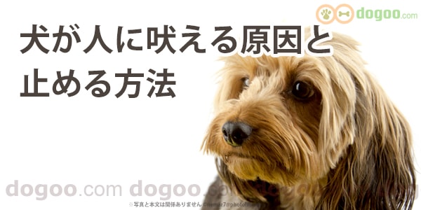 犬が人に吠える 原因と止める方法 犬のq A集しつけ Dogoo Com
