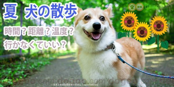 夏の散歩時間は どれぐらいが良い 行かなくていい 犬のq A回答集 Dogoo Com