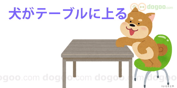 犬がテーブルに上る 止めさせるシツケ 犬のq A集 Dogoo Com