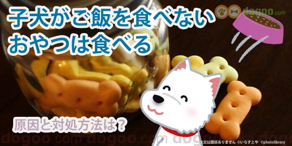 子犬がご飯を食べない おやつは食べる 原因と対処方法は 犬のq A集 Dogoo Com
