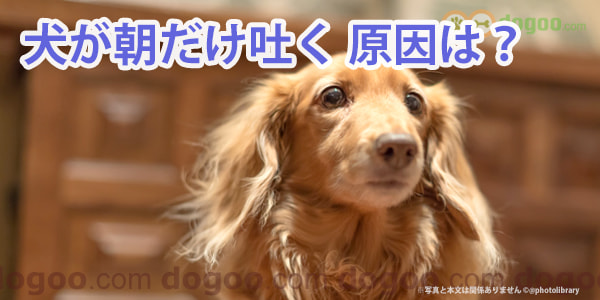 犬が朝だけ吐く 毎朝に嘔吐する原因と対策 犬のq A集 Dogoo Com