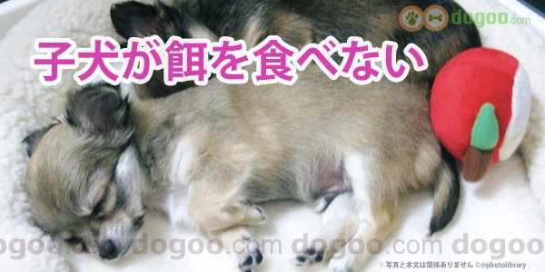 子犬が餌を食べない 離乳食を食べさせる方法 犬のq A集 Dogoo Com