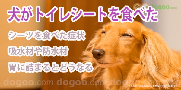 犬がトイレシートを食べた 胃に詰まった後どうなる 犬のq A集 Dogoo Com