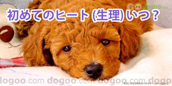 犬が初めての生理はいつ 初ヒートの時期は何ヶ月ぐらい 犬のq A 回答集 Dogoo Com