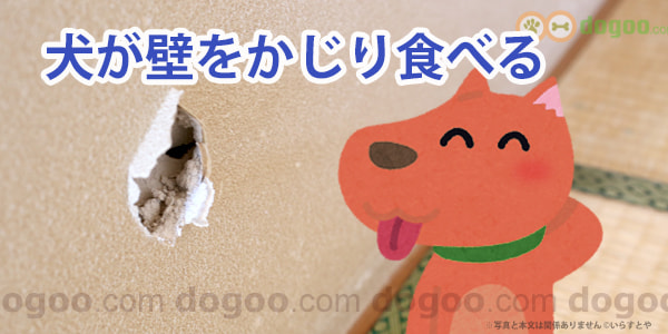 犬が壁をかじり 石灰を食べる 犬のq A 質問と回答集 Dogoo Com