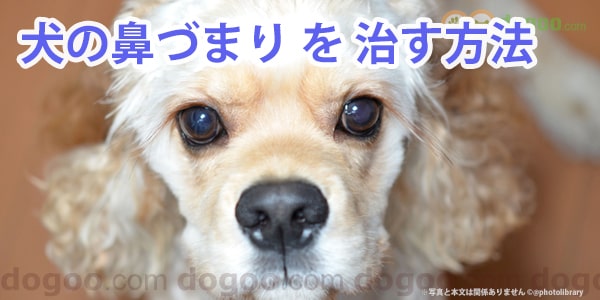 犬の鼻づまりを解消し 治す方法 犬のq A集 Dogoo Com