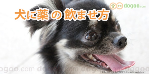 犬に薬の飲ませ方 簡単なコツ 犬の悩みq A集 Dogoo Com