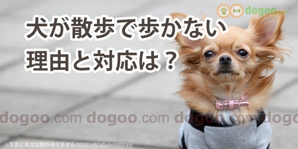 子犬が散歩で歩かない 理由と良い対応は 犬のq A集 Dogoo Com