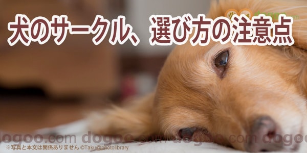犬のサークルを買う 選び方の注意点 犬のq A集 Dogoo Com
