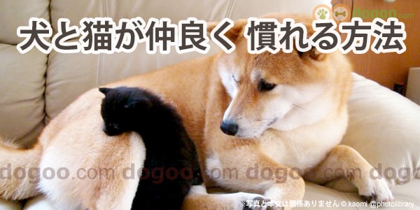 犬と猫が仲良くする方法 慣れさせるコツ 犬のq A集 飼い方 Dogoo Com