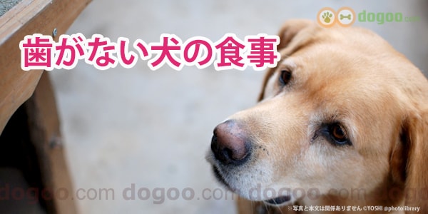 歯がない犬の食事 おすすめの食べ方やフードは 犬のq A集 Dogoo Com