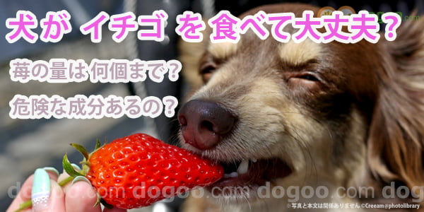 犬 イチゴ 食べる 大丈夫