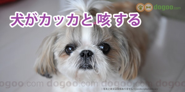 犬がカッカと空咳する 乾いた咳 犬のq A集 Dogoo Com
