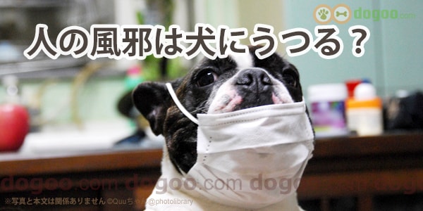 人間の風邪は犬にうつる ウィルスは人 犬へ伝染する 犬のq A集 Dogoo Com