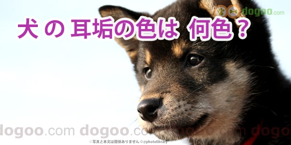 犬の耳垢の色は何色 健康な耳の耳垢はどんな色 犬のq A集 健康と病気 Dogoo Com