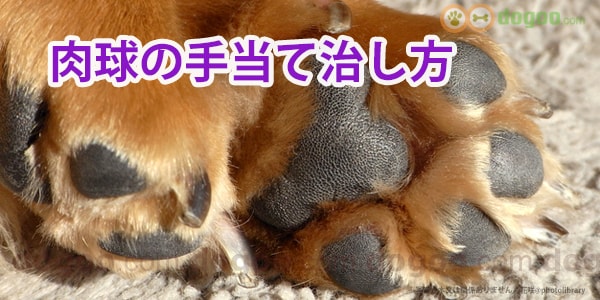 犬の肉球に傷と血、手当て治し方の対処 : 犬のQ&A集 - dogoo.com