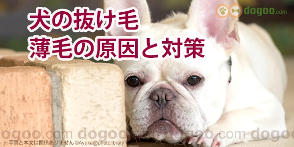 犬の抜け毛が大量 薄毛の原因と対策 犬のq A集 Dogoo Com