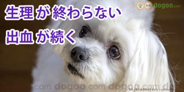 犬の生理が終わらない 出血が長く続く 犬のq A集 Dogoo Com