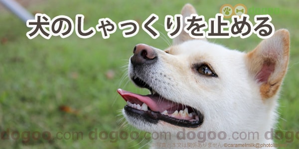 犬のしゃっくり 簡単に止めるコツ 犬のq A集 Dogoo Com