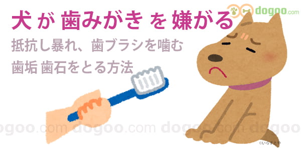 犬が歯みがきを嫌がる 簡単ケアの仕方 犬のq A集 Dogoo Com