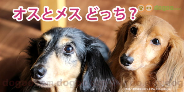 犬の性別選びオスとメス どっちが飼いやすい 犬のq A集 Dogoo Com