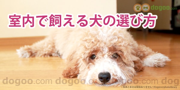 室内で飼える犬の選び方 飼いやすい犬種ランキング 犬のq A集 Dogoo Com