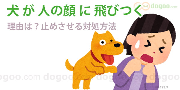 犬が顔に飛びつく 理由は 対処する方法 犬のq A集 Dogoo Com