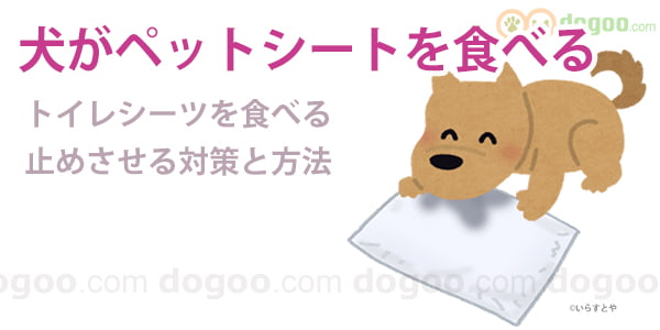 犬がトイレ用ペットシートを食べる 止めさせる方法 犬のq A集 Dogoo Com