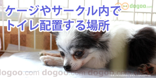 ケージやサークル内 犬のトイレを配置する場所 犬のq A集 Dogoo Com